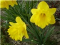 narcisi